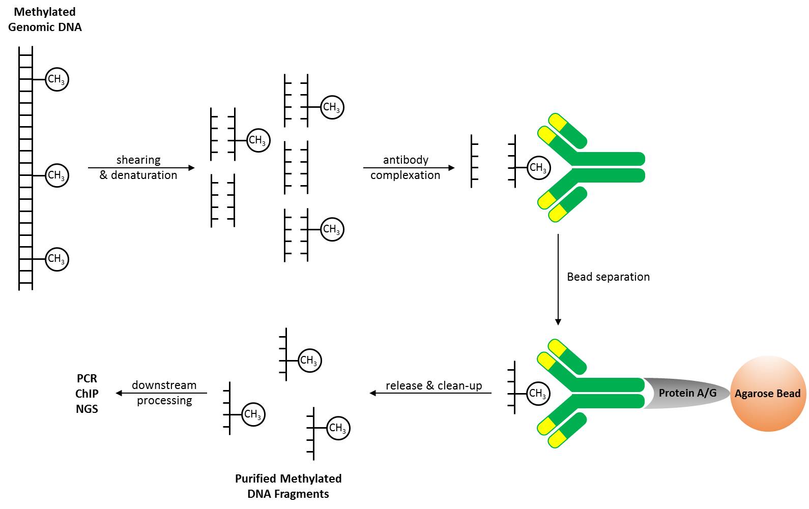 MeDIP Application Protocol